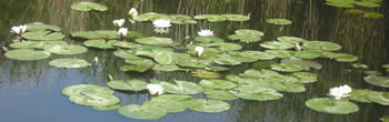 water lillies on the Norfolk Broads